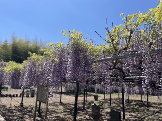 龍蔵寺の六尺藤